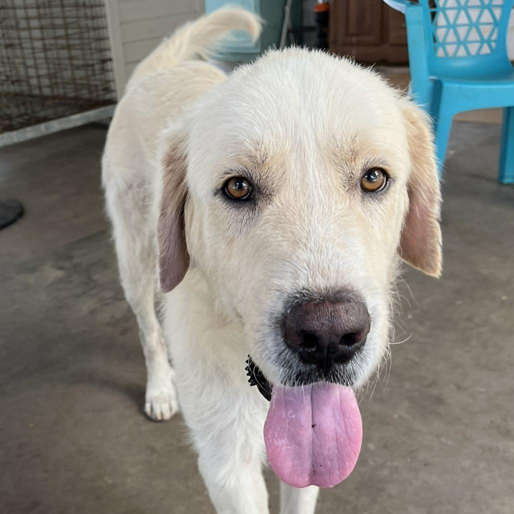 Enlarge Bubba, a Adoptable Great Pyrenees in Fulton, TX image 3/4