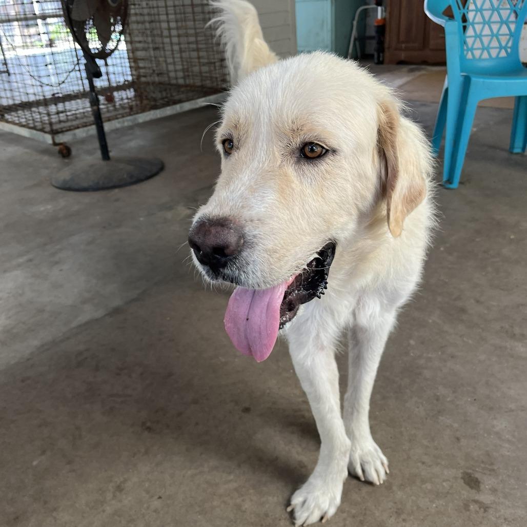 Enlarge Bubba, a Adoptable Great Pyrenees in Fulton, TX image 4/4