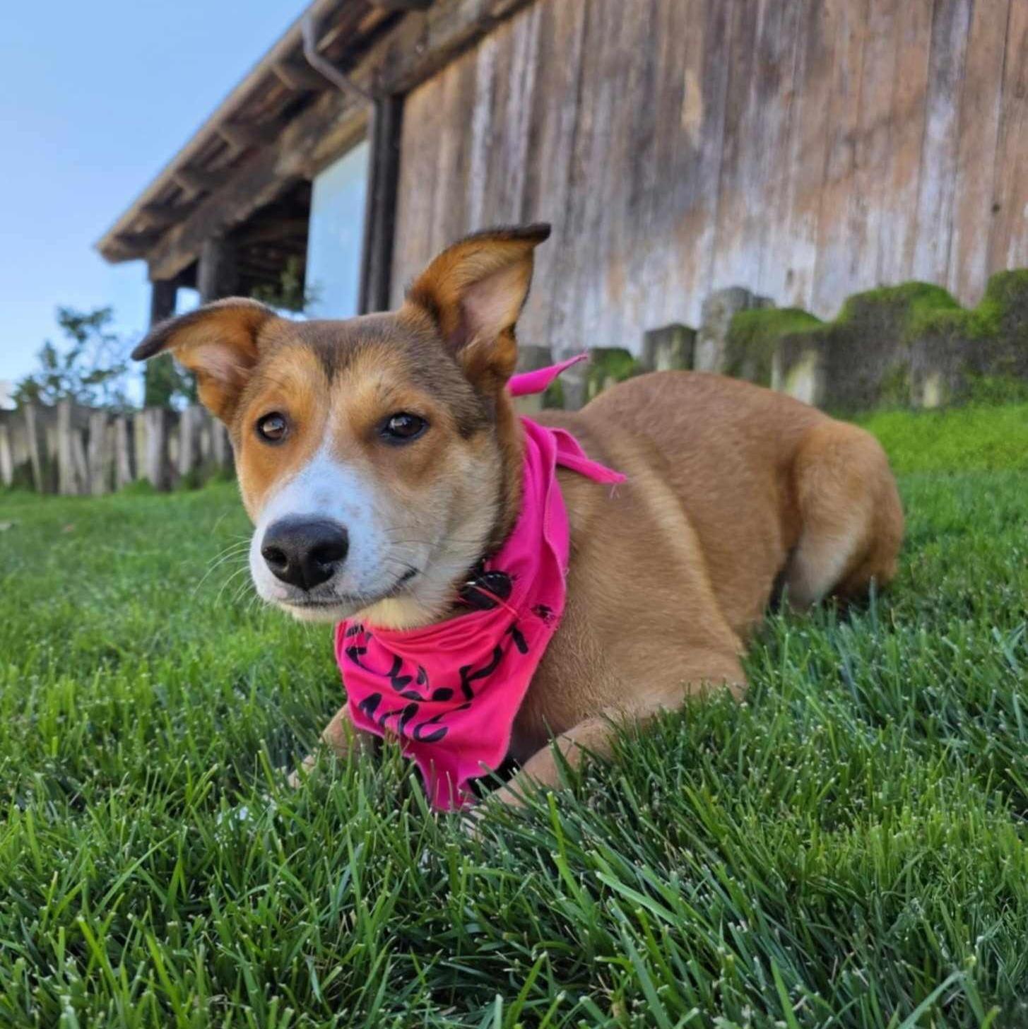 Lisa, a ADOPTABLE mixed breed in Encinitas, CA image 2/6