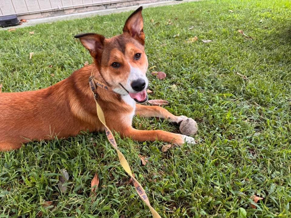 Lisa, a ADOPTABLE mixed breed in Encinitas, CA image 6/6
