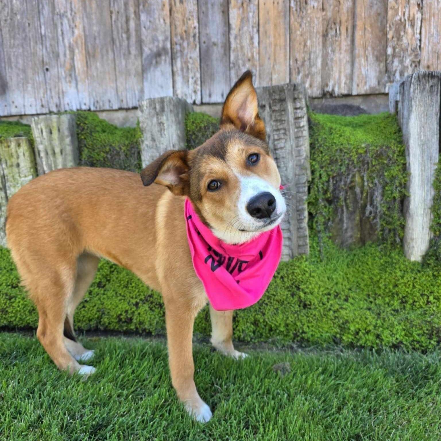 Lisa, a ADOPTABLE mixed breed in Encinitas, CA image 4/6