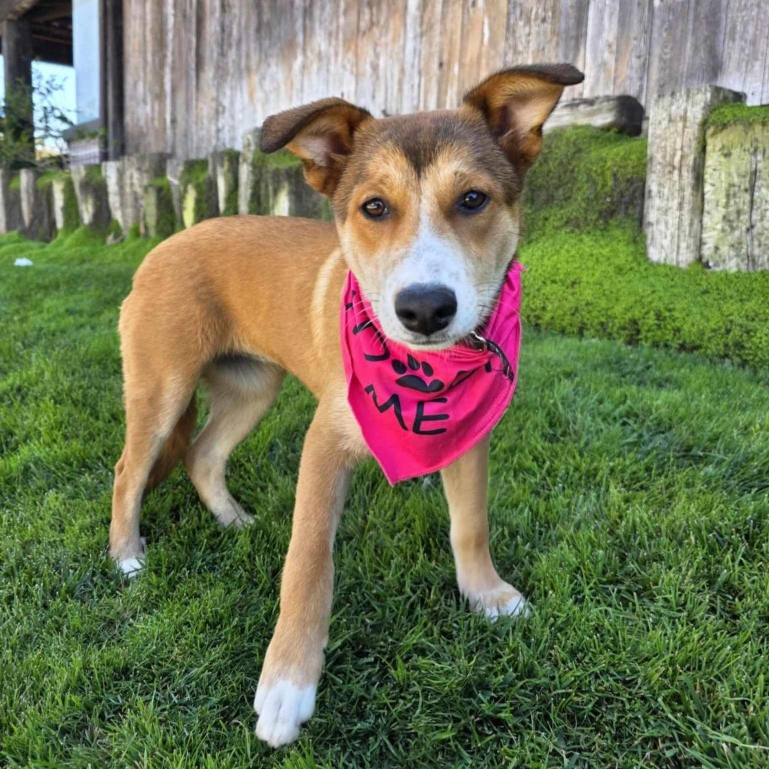 Lisa, a ADOPTABLE mixed breed in Encinitas, CA image 1/6