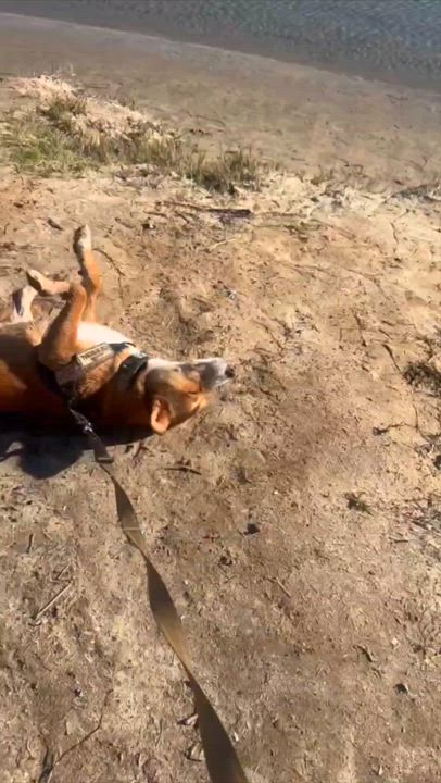 Enlarge Lisa, a ADOPTABLE mixed breed in Encinitas, CA video 3/6