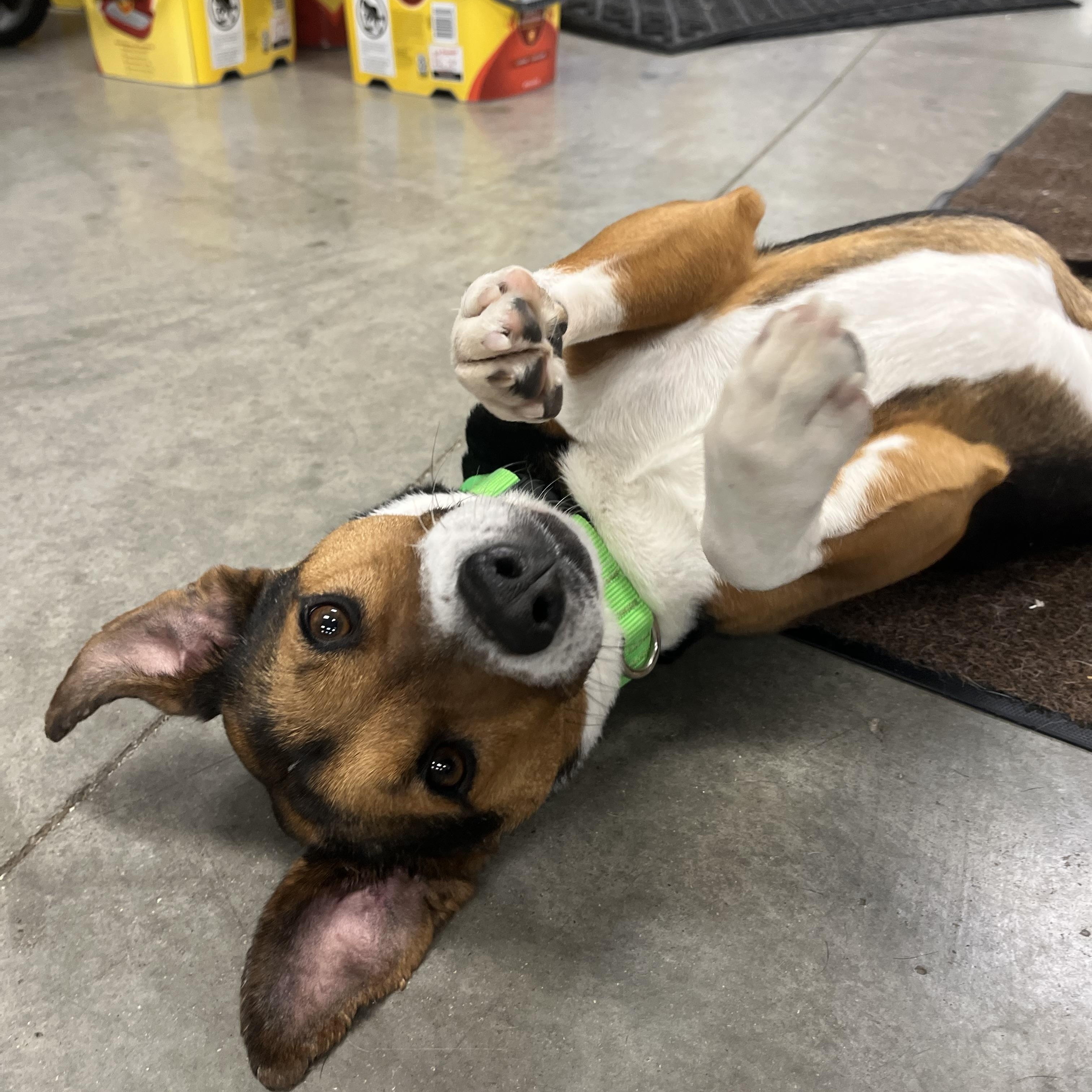 Enlarge Rowan, a ADOPTABLE mixed breed in Monroe, OH image 3/6