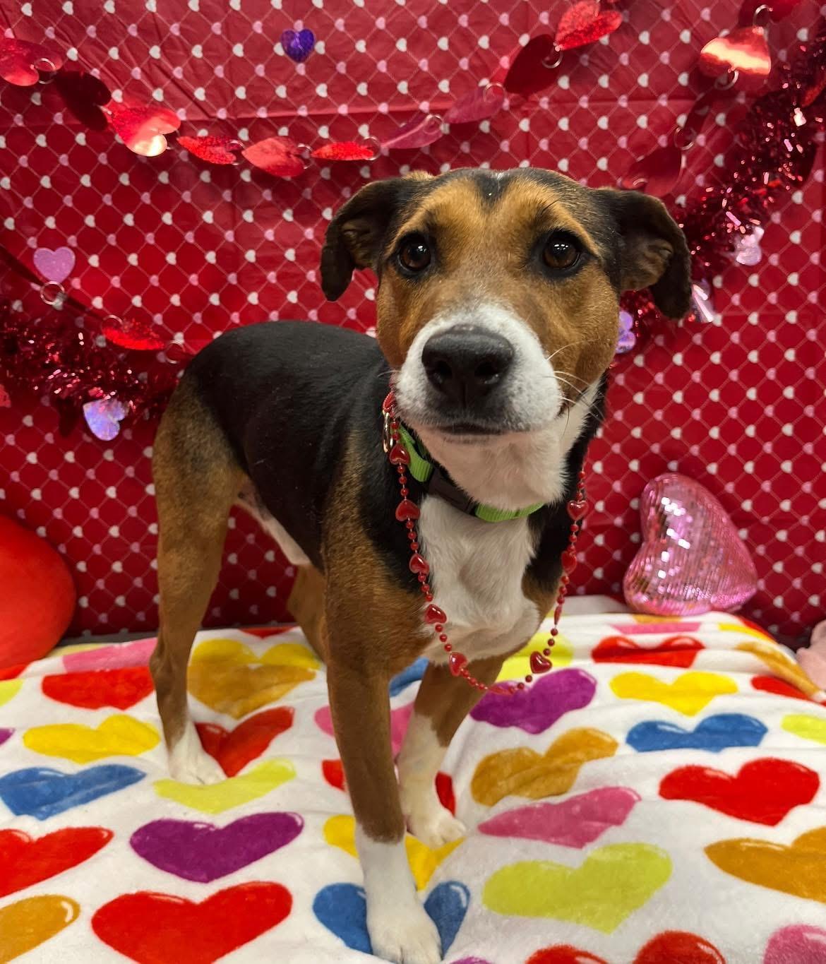Enlarge Rowan, a ADOPTABLE mixed breed in Monroe, OH image 2/6