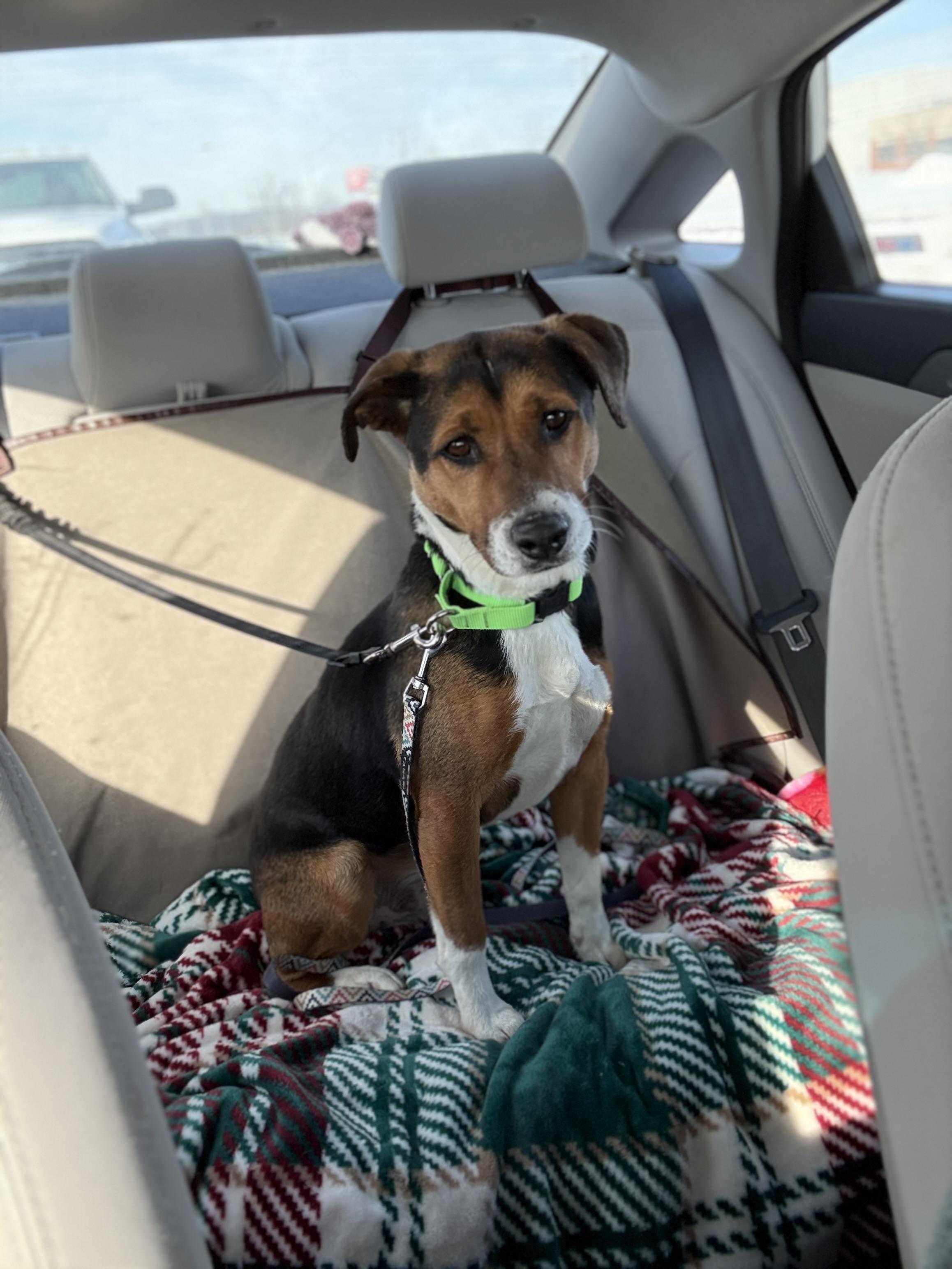 Enlarge Rowan, a ADOPTABLE mixed breed in Monroe, OH image 4/6