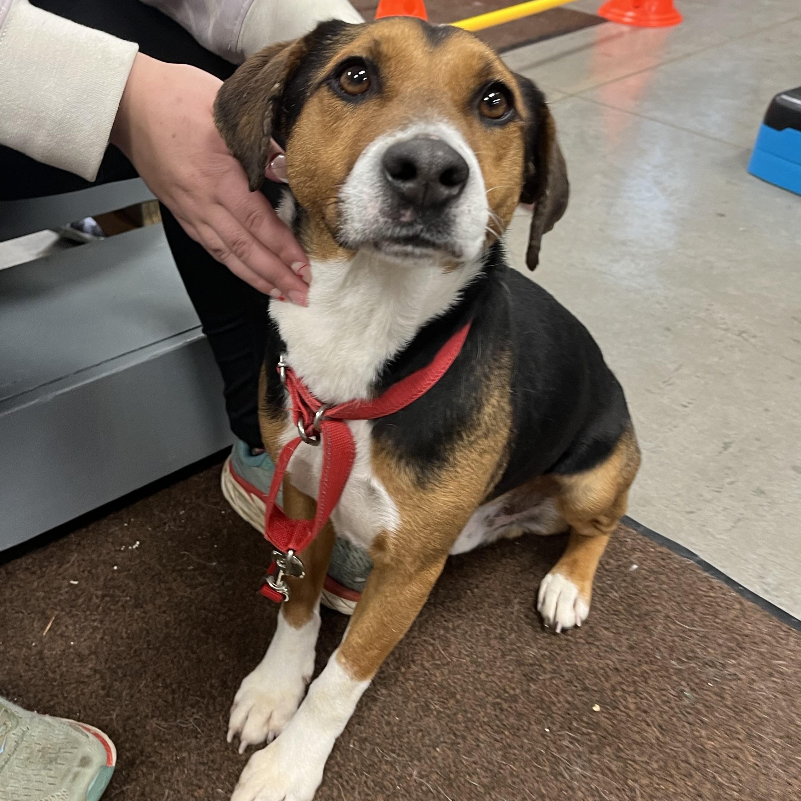 Rowan, ADOPTABLE, Young Male Hound.