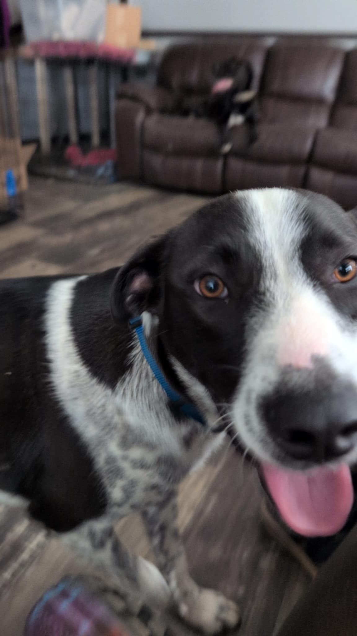 Bolt, a Adoptable mixed breed in Fort Payne, AL image 1/3