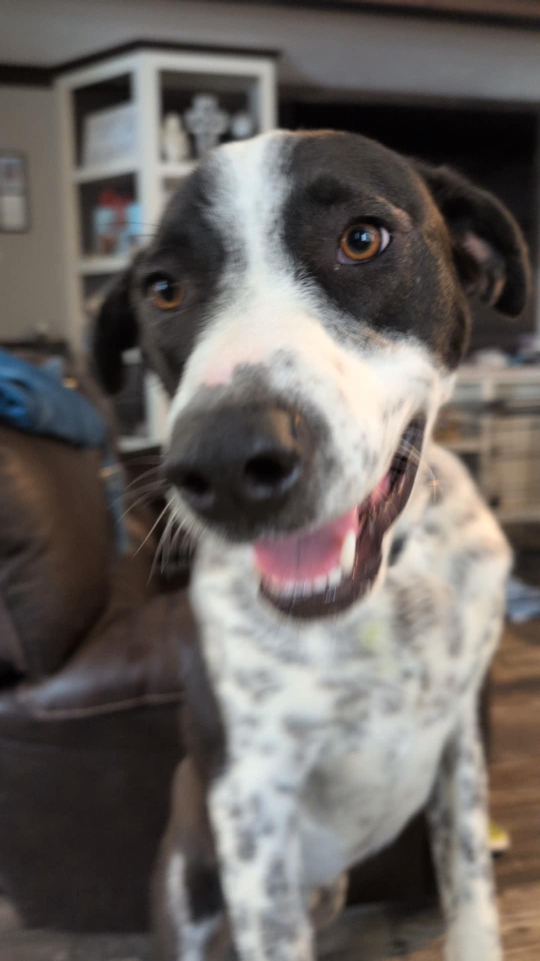 Bolt, a Adoptable mixed breed in Fort Payne, AL image 2/3