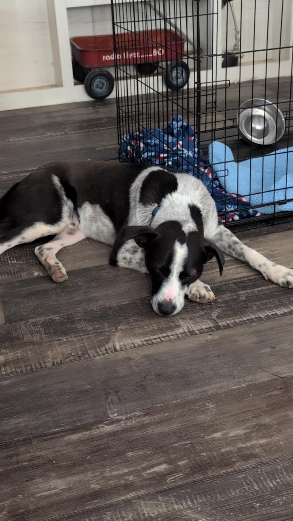 Bolt, a Adoptable mixed breed in Fort Payne, AL image 3/3