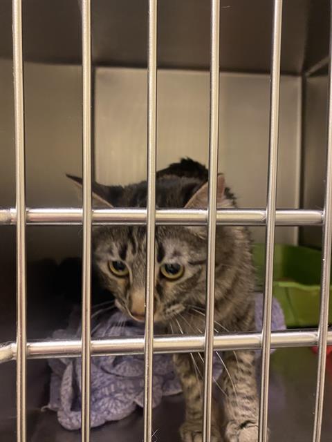 Enlarge MILDRED THE DESTROYER, a Adoptable Domestic Long Hair in West Valley City, UT image 1/1