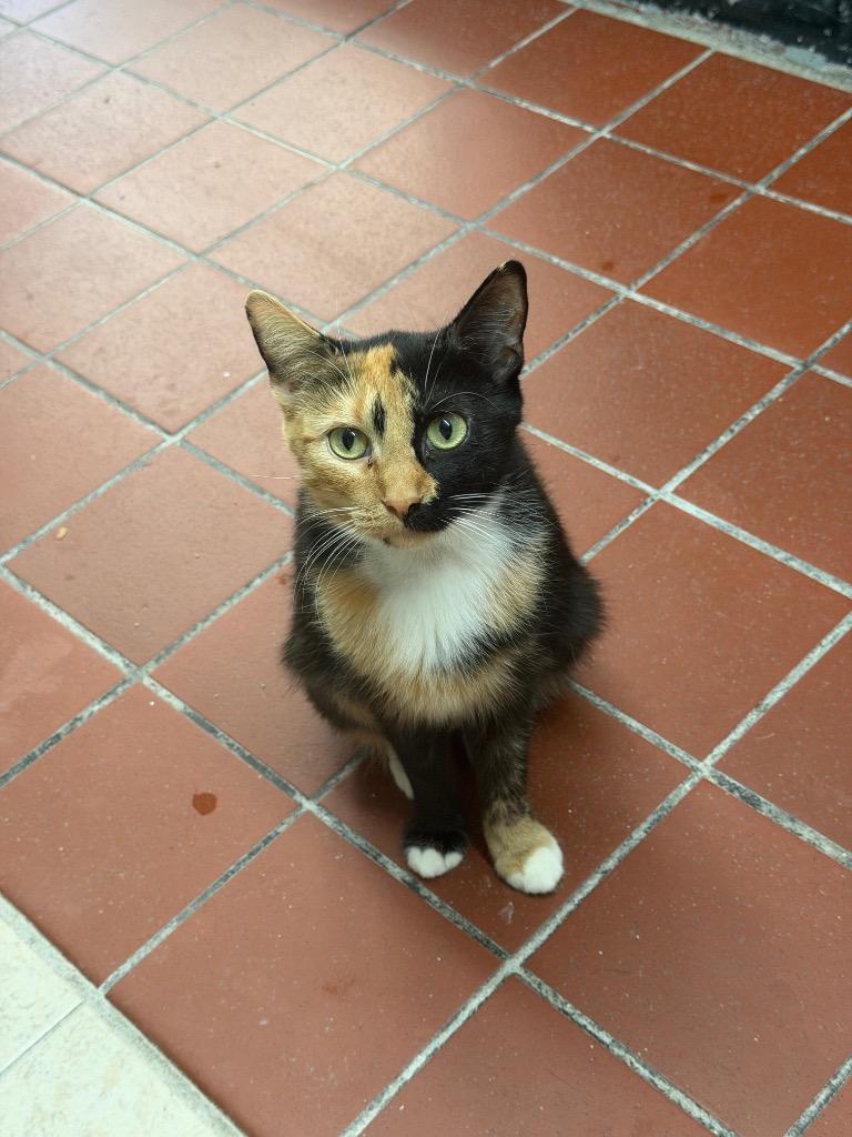Miami, Adoptable, Young Female Domestic Short Hair.