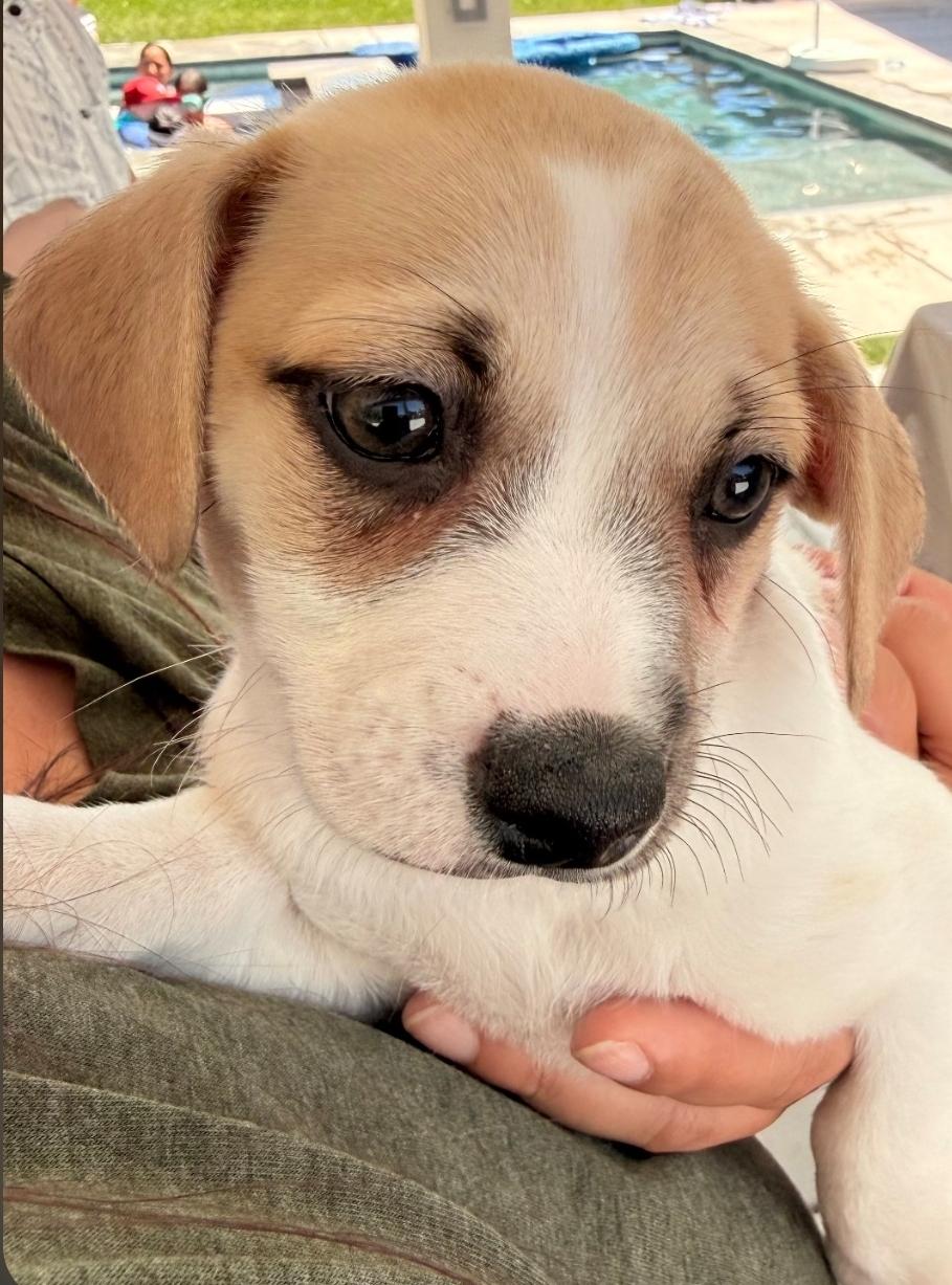 Taz, adopted, Puppy Male Chihuahua & Dachshund.