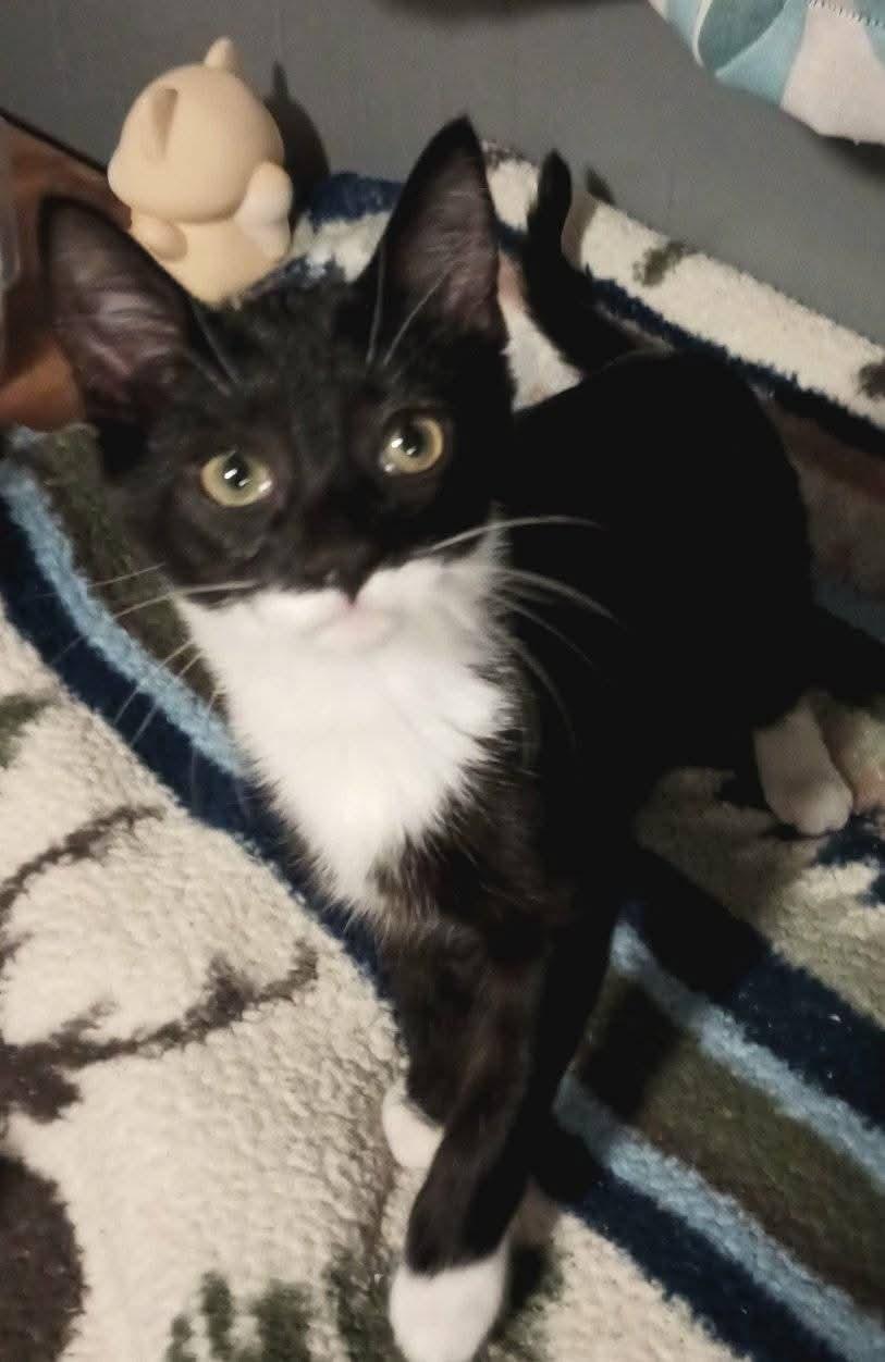 Enlarge Kevin, a Adoptable Tuxedo in Washington, IN image 1/1