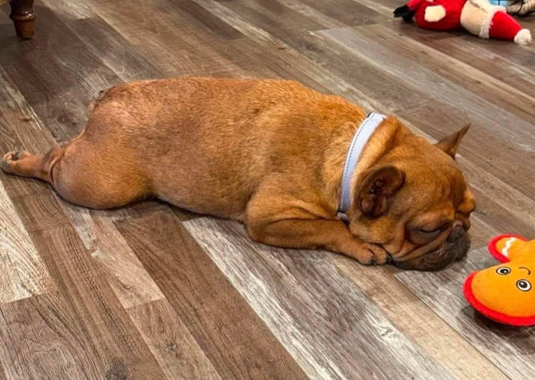 Zoey, a ADOPTABLE French Bulldog in St. Clairsville, OH image 2/2