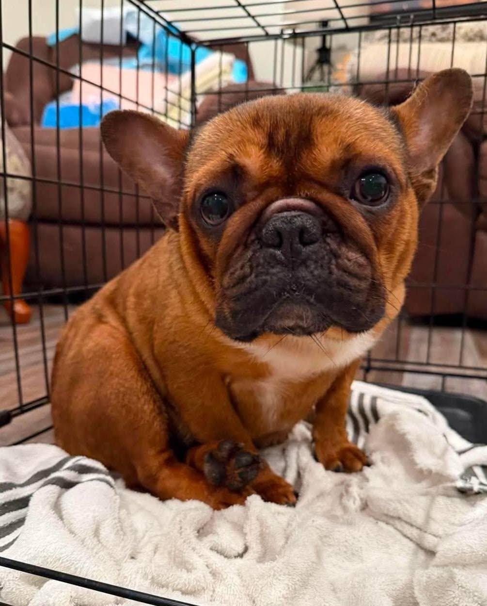 Zoey, ADOPTABLE, Adult Female French Bulldog.