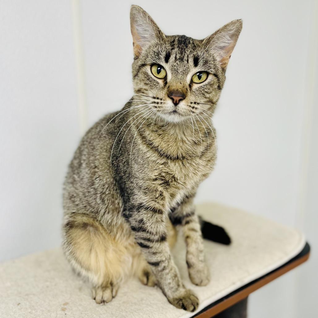Macie, Adoptable, Young Female Domestic Short Hair.