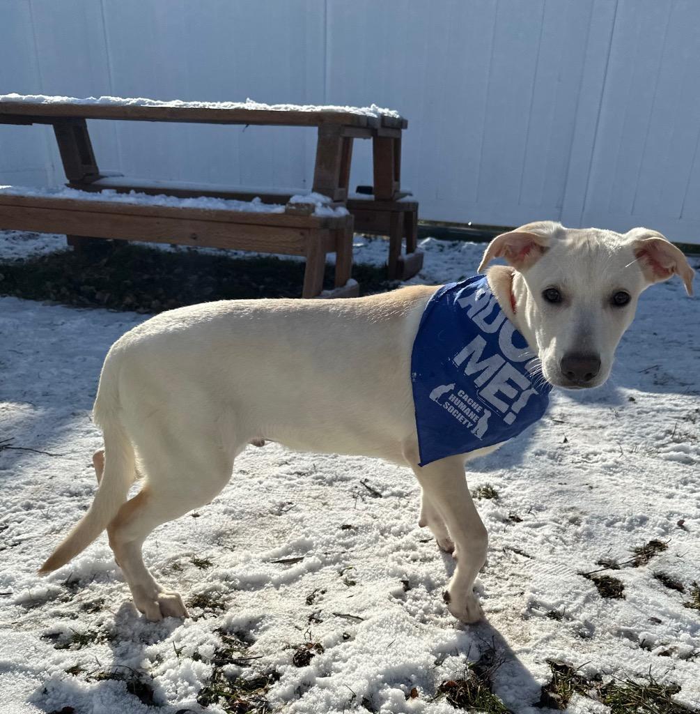 Enlarge Bagel, a Adoptable mixed breed in Logan, UT image 1/2