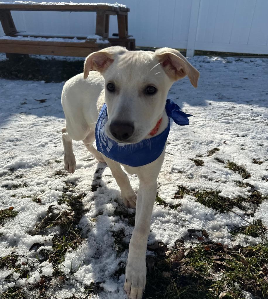 Enlarge Bagel, a Adoptable mixed breed in Logan, UT image 2/2