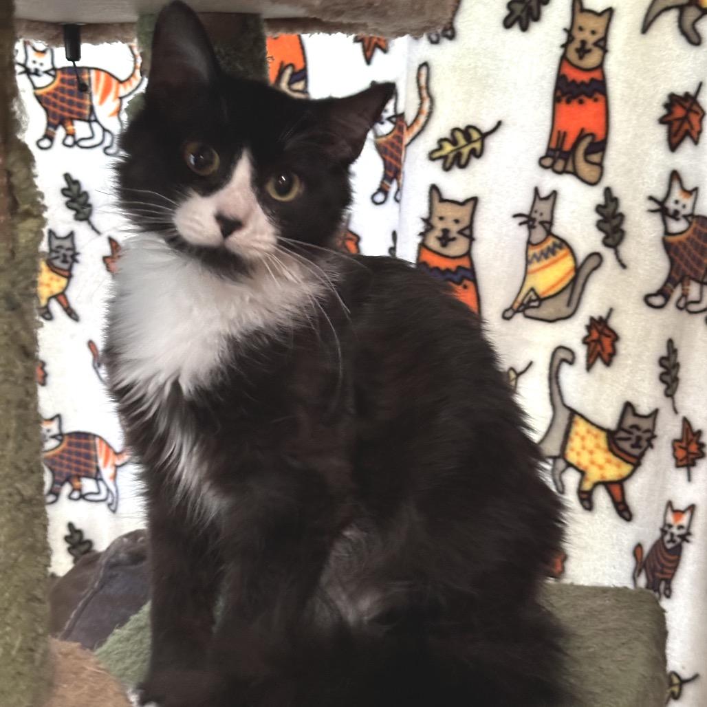 Eliot (formerly Tuxie), Adoptable, Young Female Domestic Medium Hair.