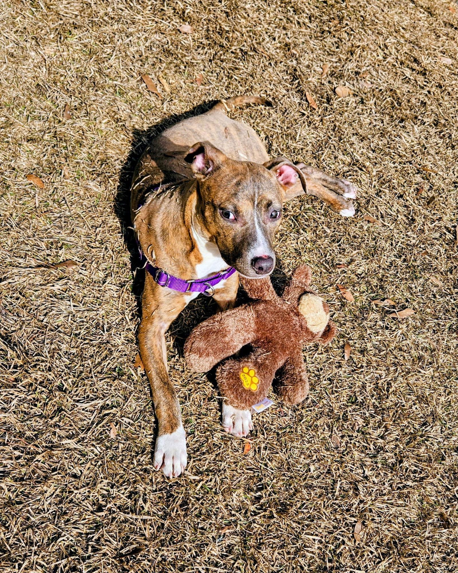 Willa Aka Bunny, Adoptable, Puppy Female Mixed Breed.