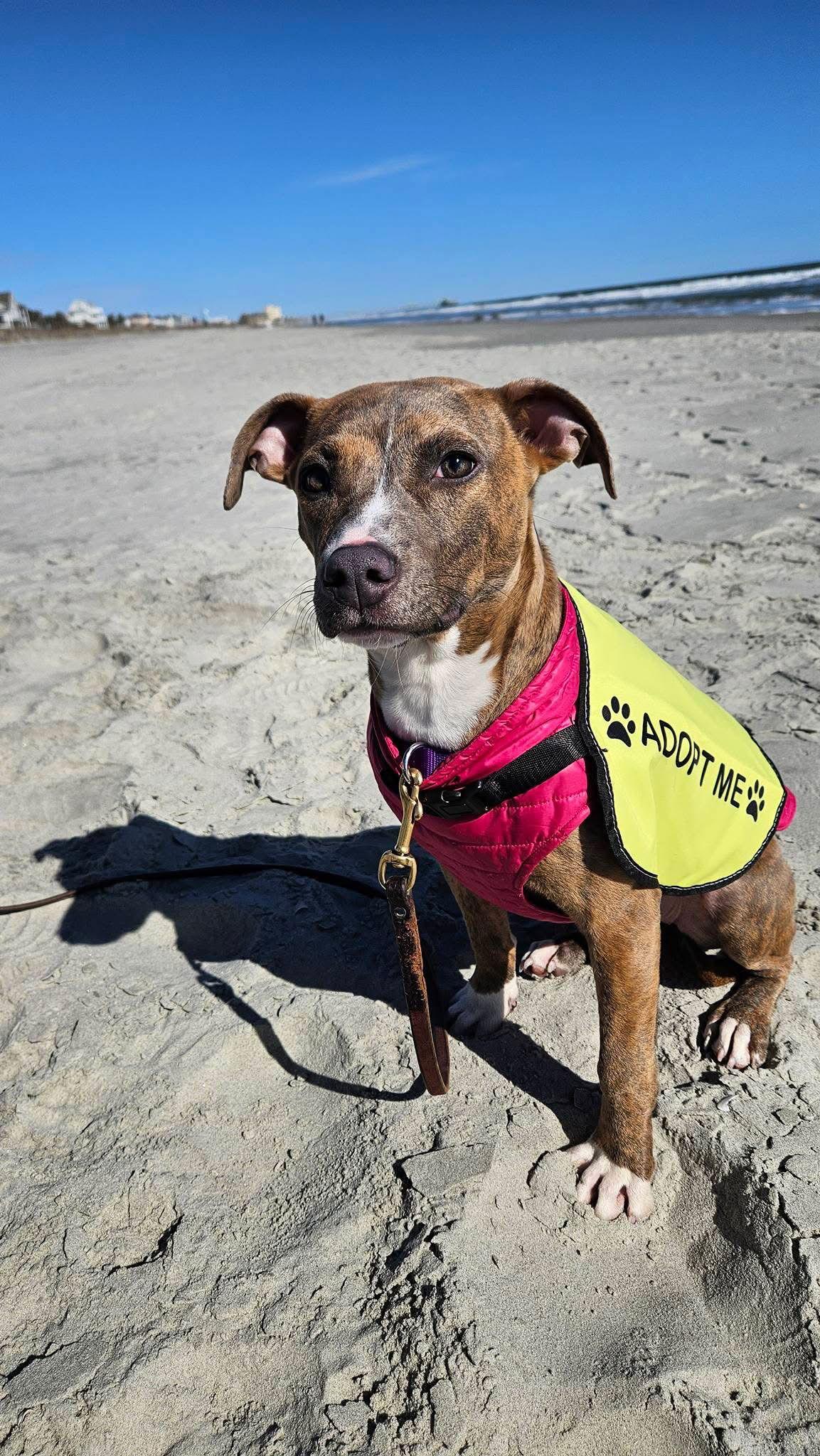 Willa Aka Bunny, a Adoptable Mixed Breed in Mount Pleasant, SC image 2/3