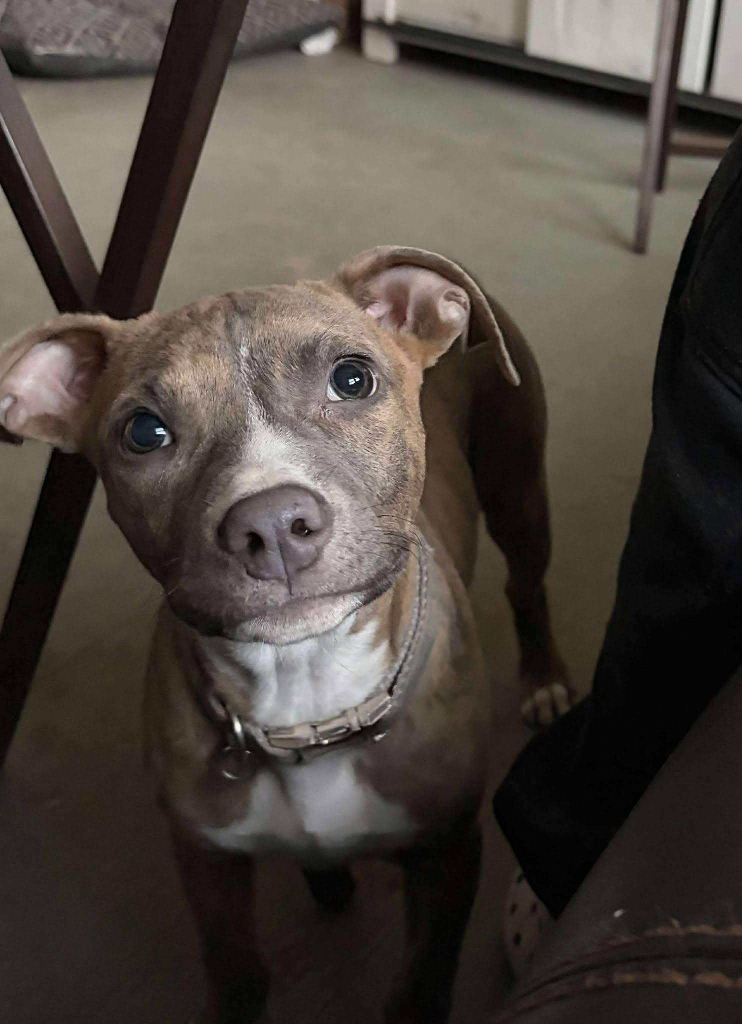 Bunny, Adoptable, Young Female Mixed Breed.