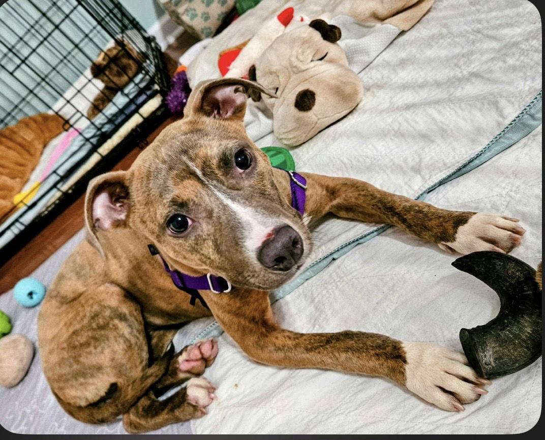 Willa Aka Bunny, a Adoptable Mixed Breed in Mount Pleasant, SC image 3/3