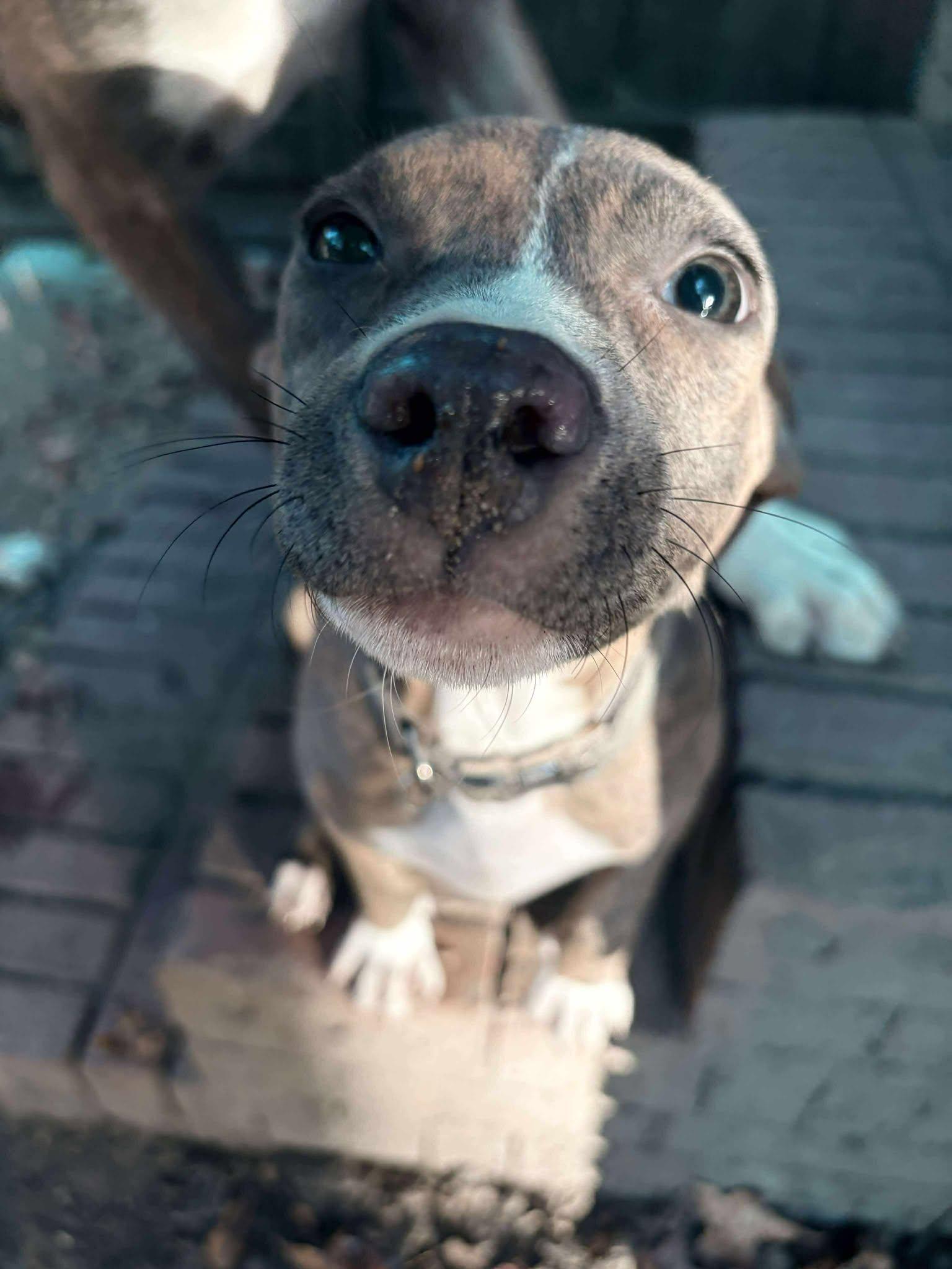 Enlarge Bunny, a Adoptable Mixed Breed in Mount Pleasant, SC image 2/2