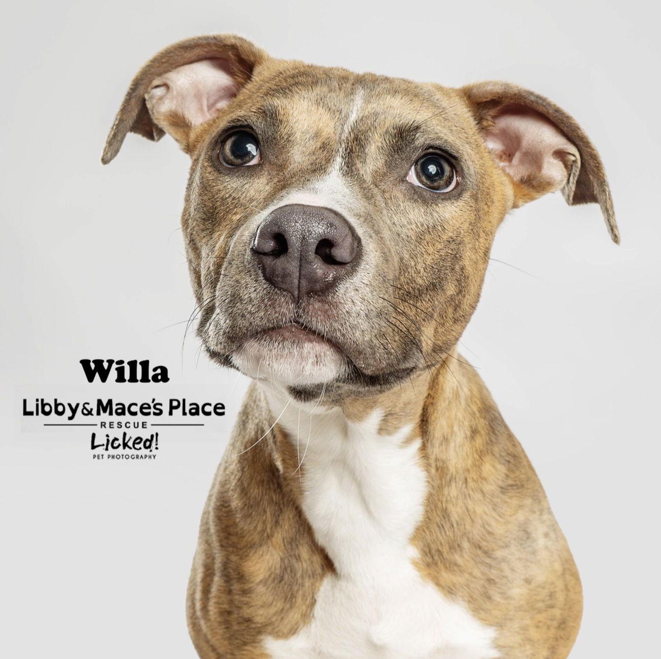 Willa Aka Bunny, Adoptable, Puppy Female Mixed Breed.