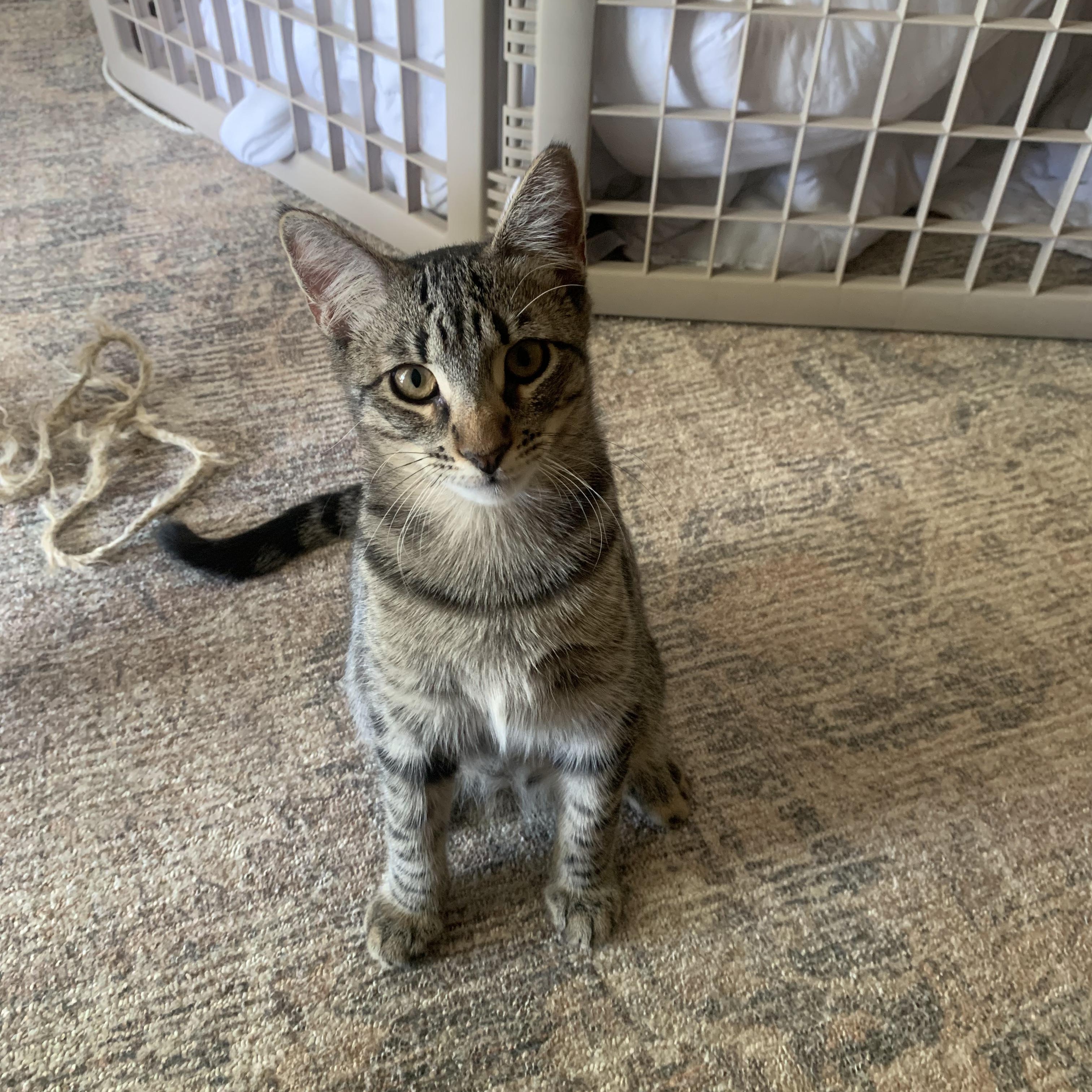 Fritz - The fearless!, adopted, Young Male Tabby.
