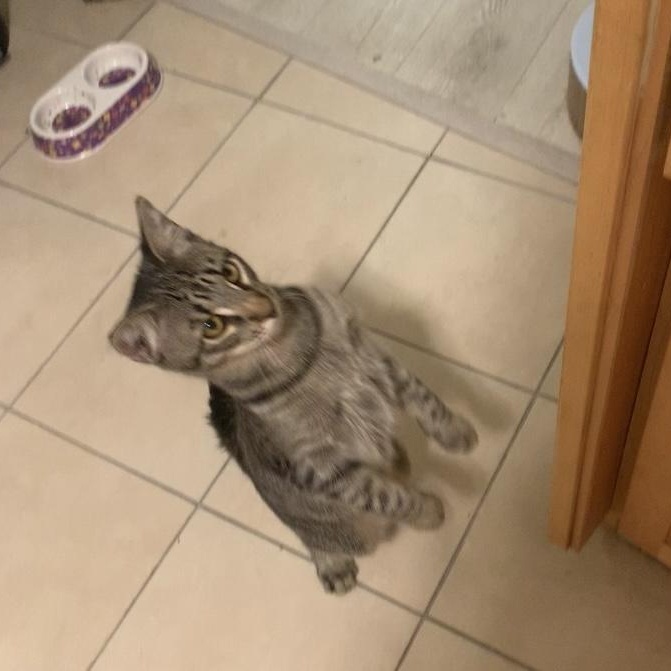 Enlarge Fritz - The fearless!, an adopted Tabby in Fountain Valley, CA image 2/2