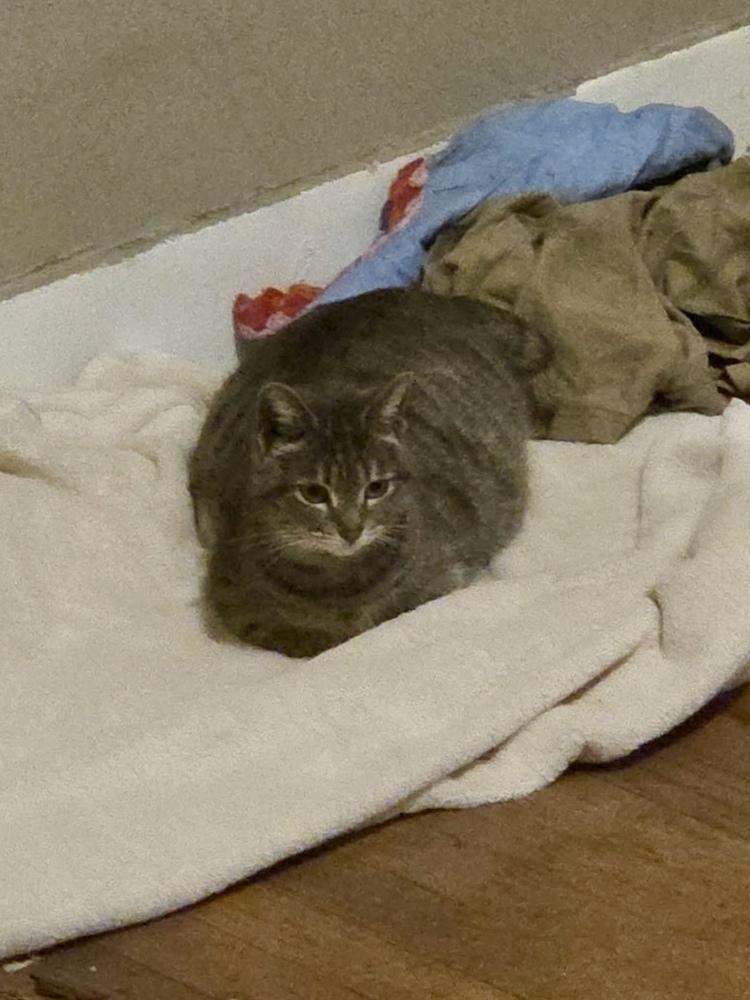 Enlarge Marla, a Adoptable Domestic Short Hair in Ferndale, MI image 1/2