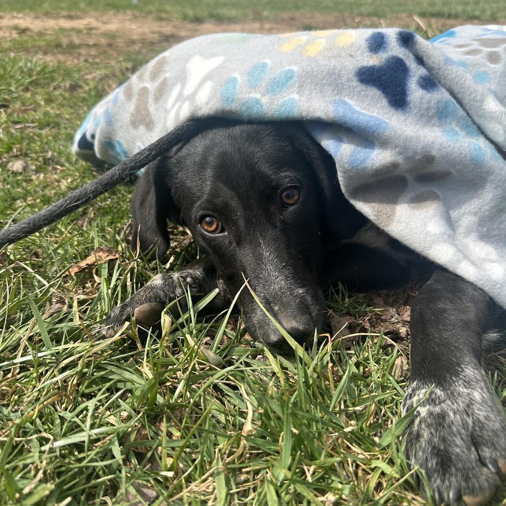 Daffy duck, Adoptable, Young Male Mixed Breed.