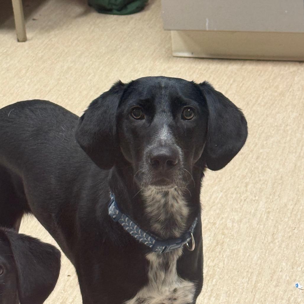 Enlarge Daffy duck, a Adoptable Mixed Breed in Red House, WV image 2/2