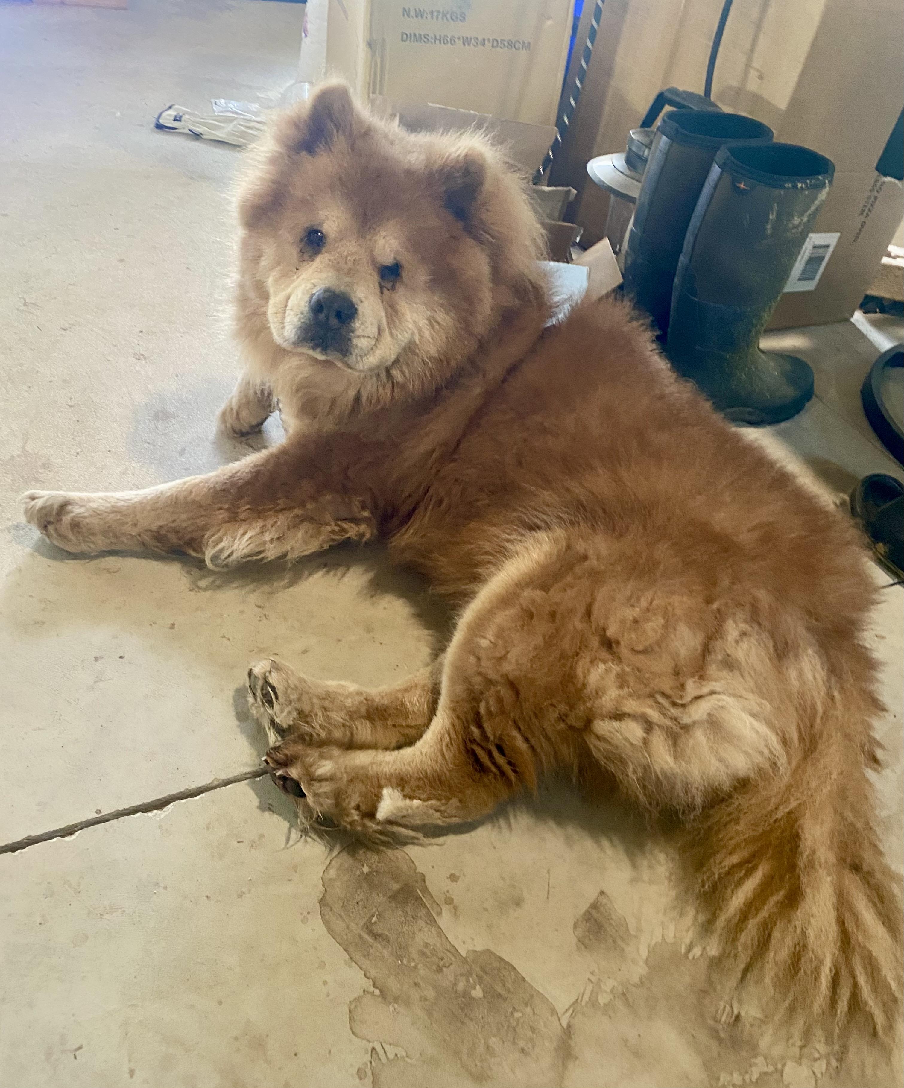 Milo, Adoptable, Adult Male Chow Chow.