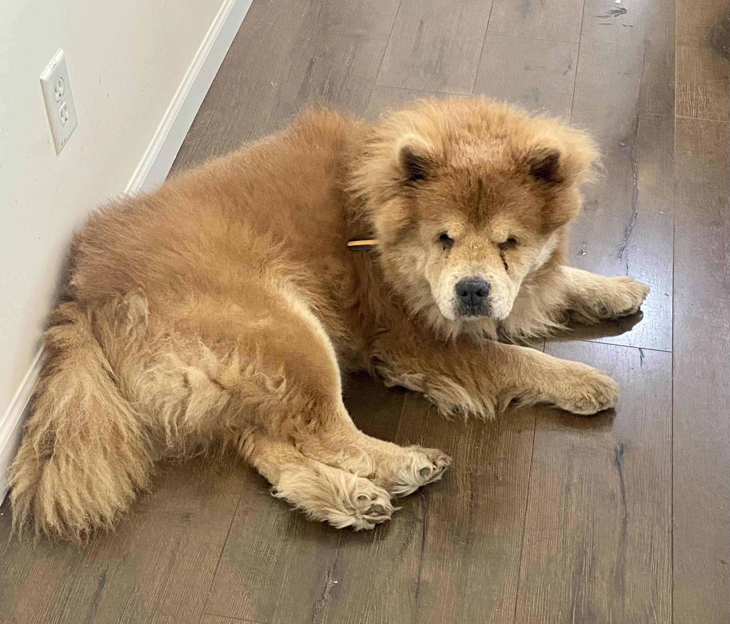 Enlarge Milo, a Adoptable Chow Chow in Saint Louis, MO image 2/2