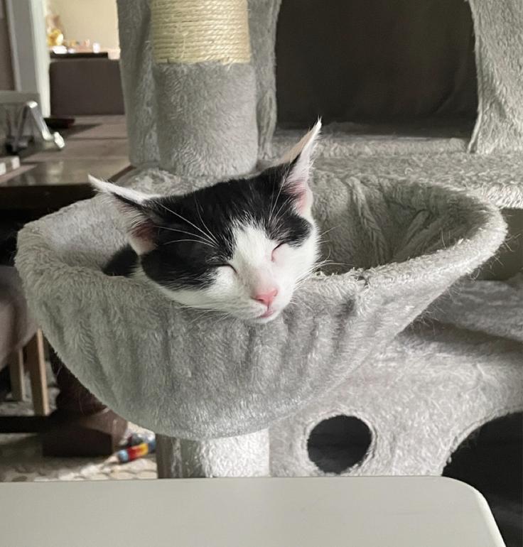 Adam Levine, Adoptable, Kitten Male Domestic Short Hair.