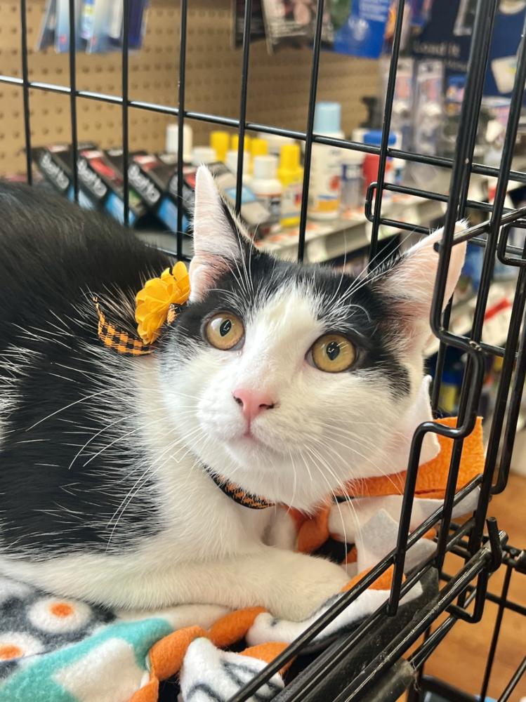 Enlarge Adam Levine, a Adoptable mixed breed in Oradell, NJ image 2/4