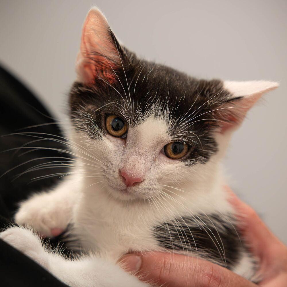 Enlarge Adam Levine, a Adoptable mixed breed in Oradell, NJ image 3/4