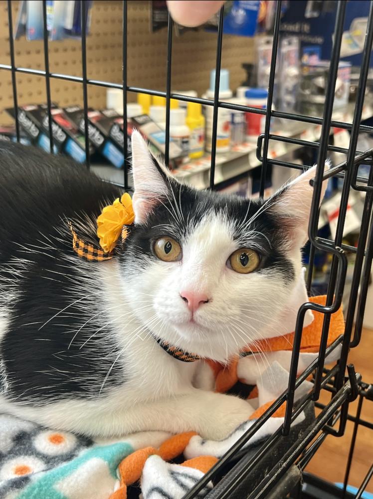 Enlarge Adam Levine, a Adoptable mixed breed in Oradell, NJ image 4/4