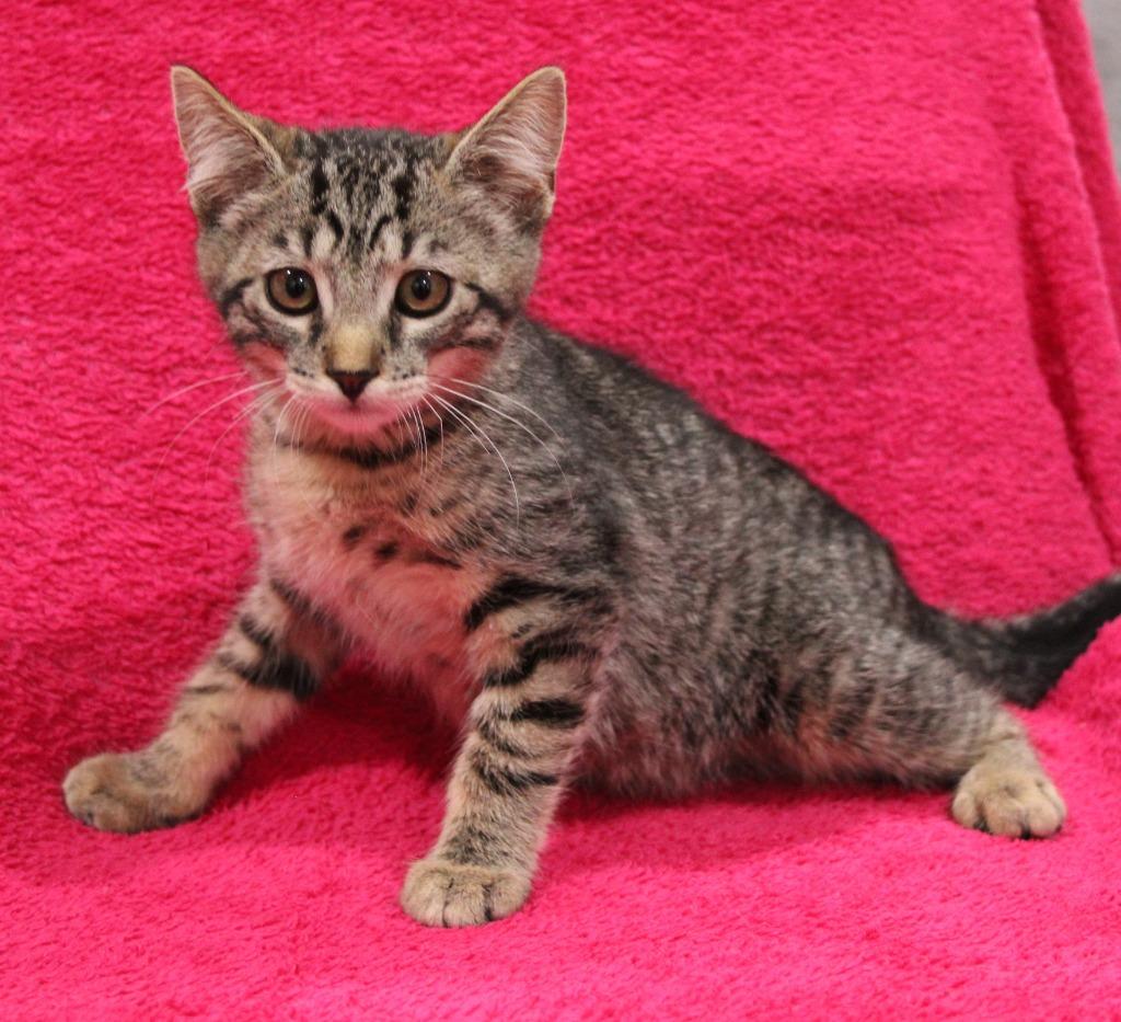 Enlarge Jessie, a Adoptable mixed breed in Vacaville, CA image 1/1