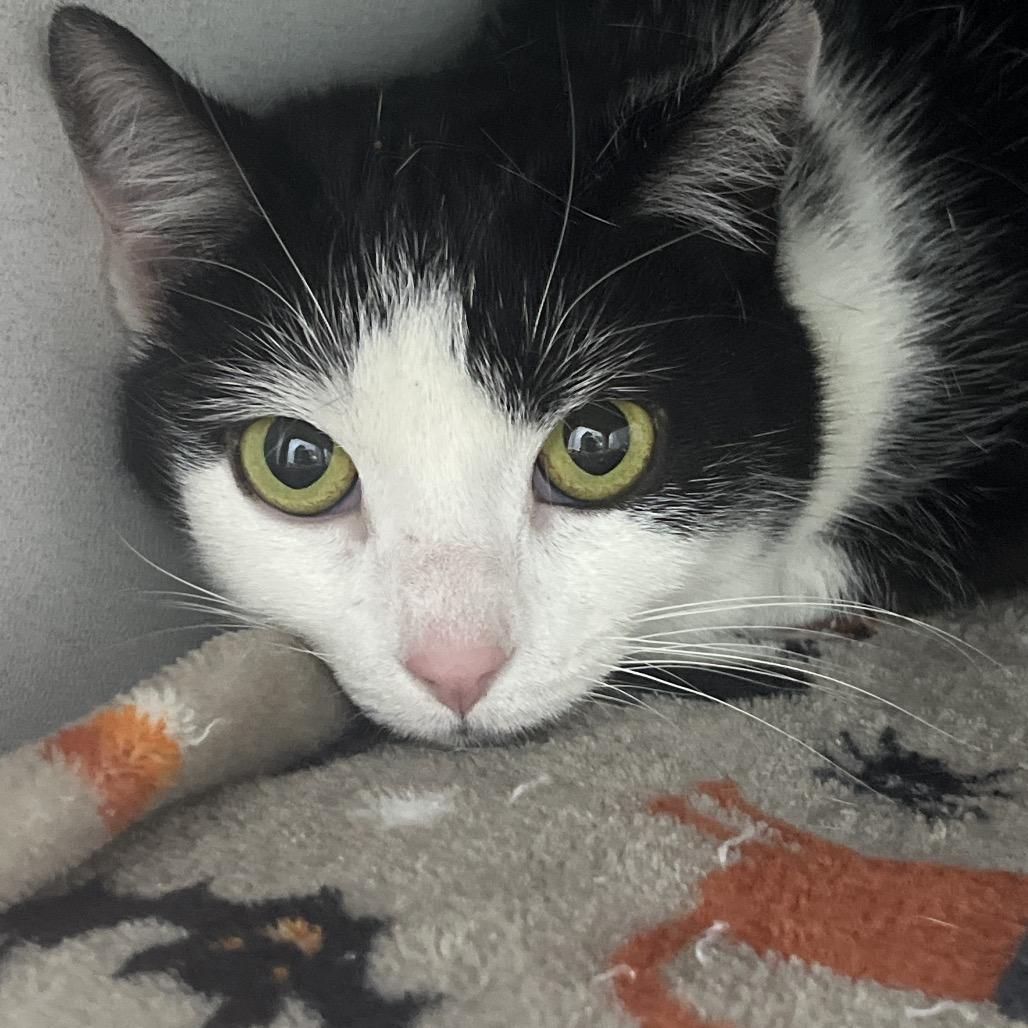 Enlarge Cookie, a Adoptable Domestic Short Hair in Franklin, NC image 1/1