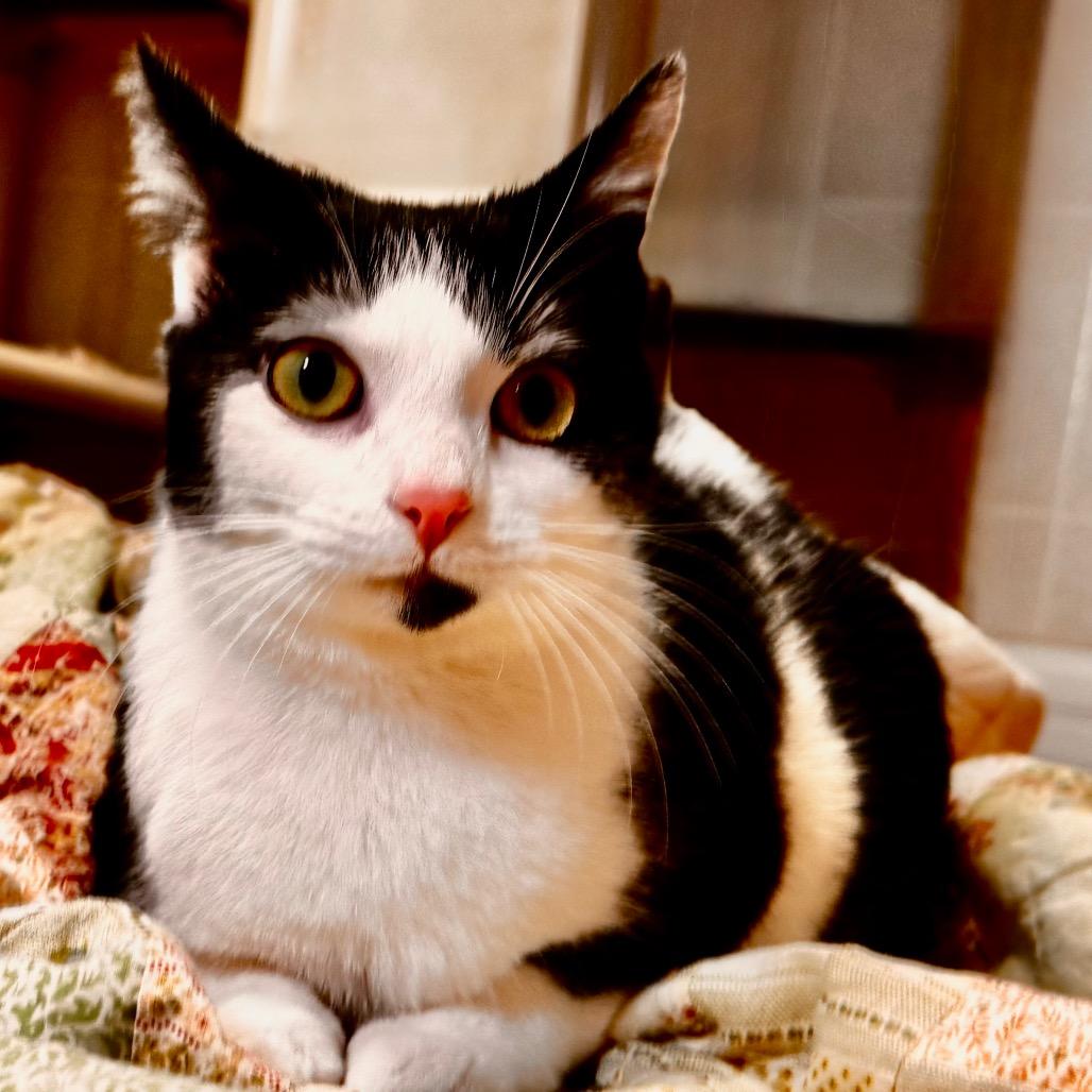 Enlarge Cookie, a Adoptable Domestic Short Hair in Franklin, NC image 2/6