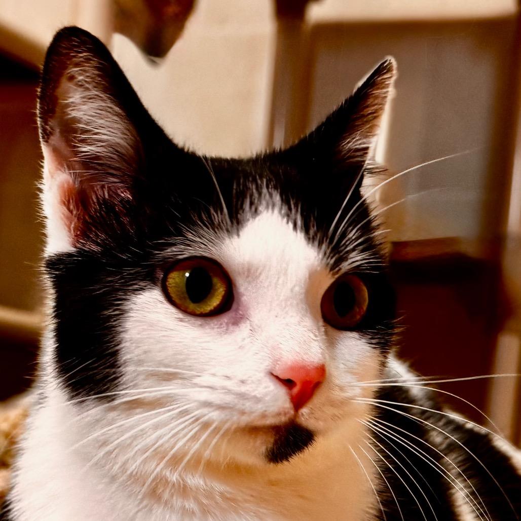 Enlarge Cookie, a Adoptable Domestic Short Hair in Franklin, NC image 3/6