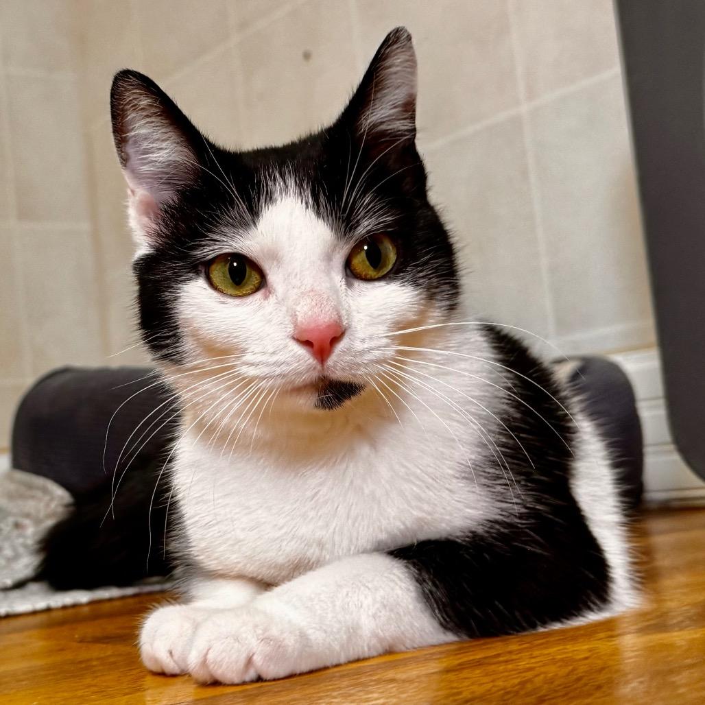 Enlarge Cookie, a Adoptable Domestic Short Hair in Franklin, NC image 4/6