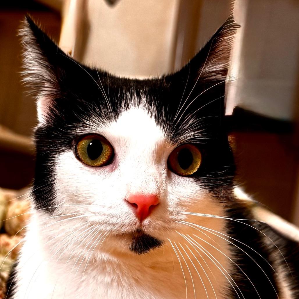 Enlarge Cookie, a Adoptable Domestic Short Hair in Franklin, NC image 5/6