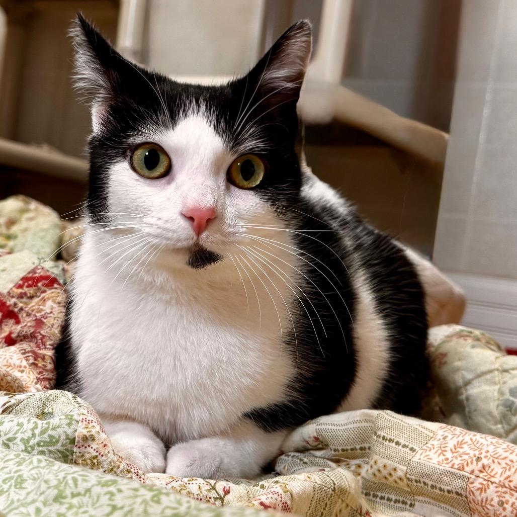 Enlarge Cookie, a Adoptable Domestic Short Hair in Franklin, NC image 6/6