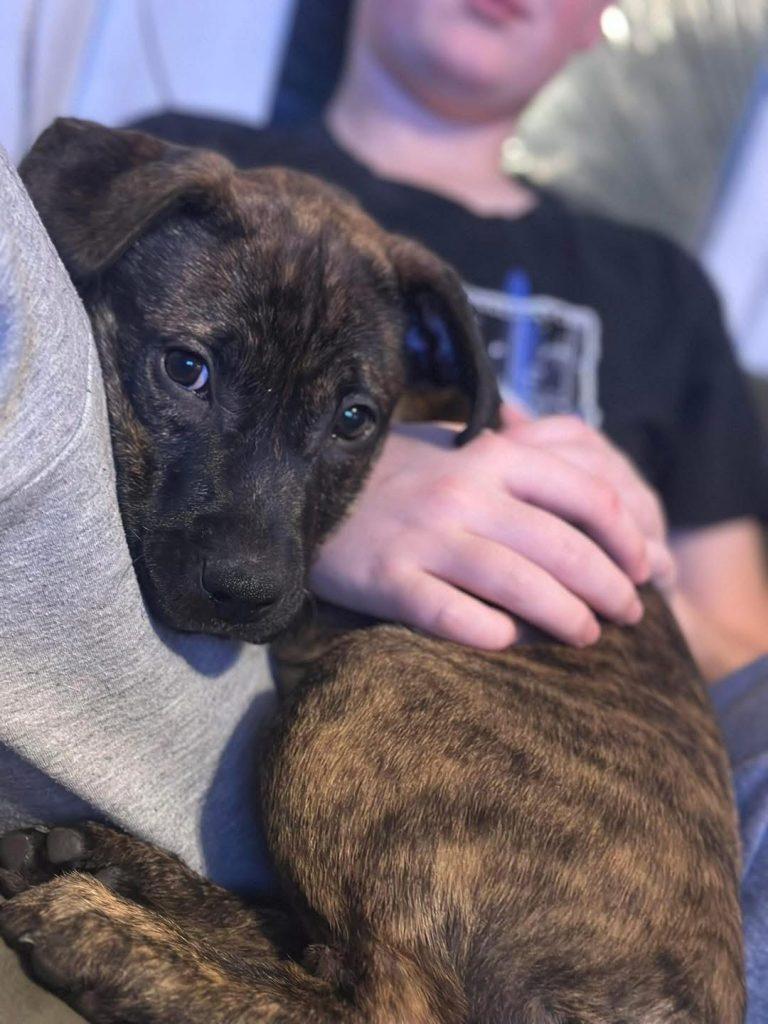 Sue (12 weeks old), a ADOPTABLE mixed breed in Albany, NY image 2/2