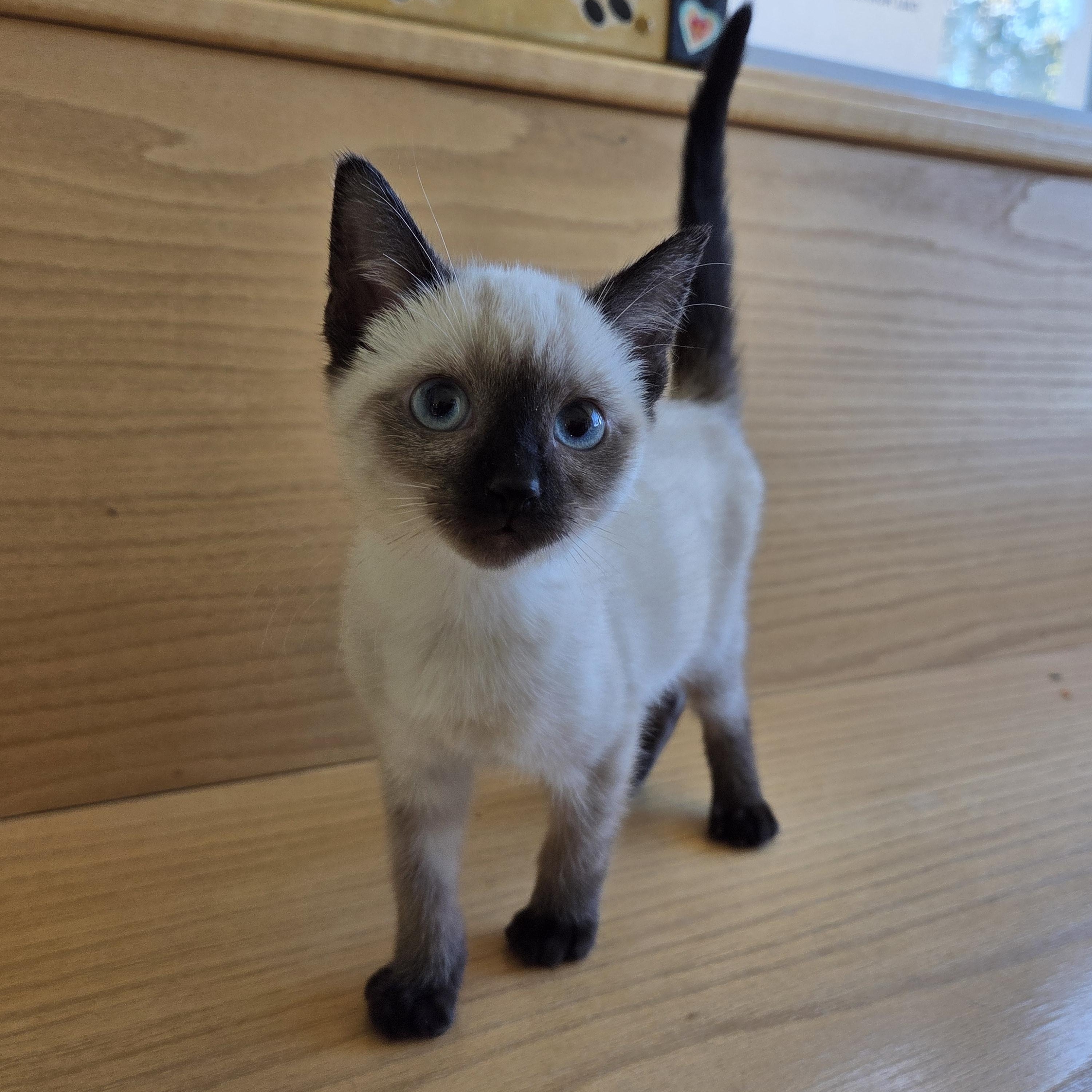 Butterscotch, Adopted, Kitten Female Domestic Short Hair.